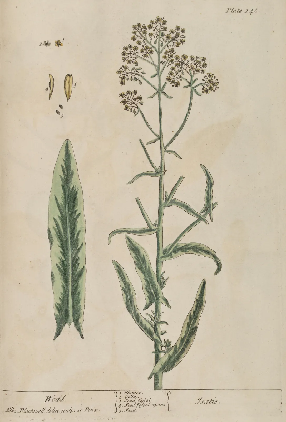 Woad, Isatis tinctoria: flowering stem and a single leaf, plate 246 of Elizabeth Blackwell's A Curious Herbal, dated 1737