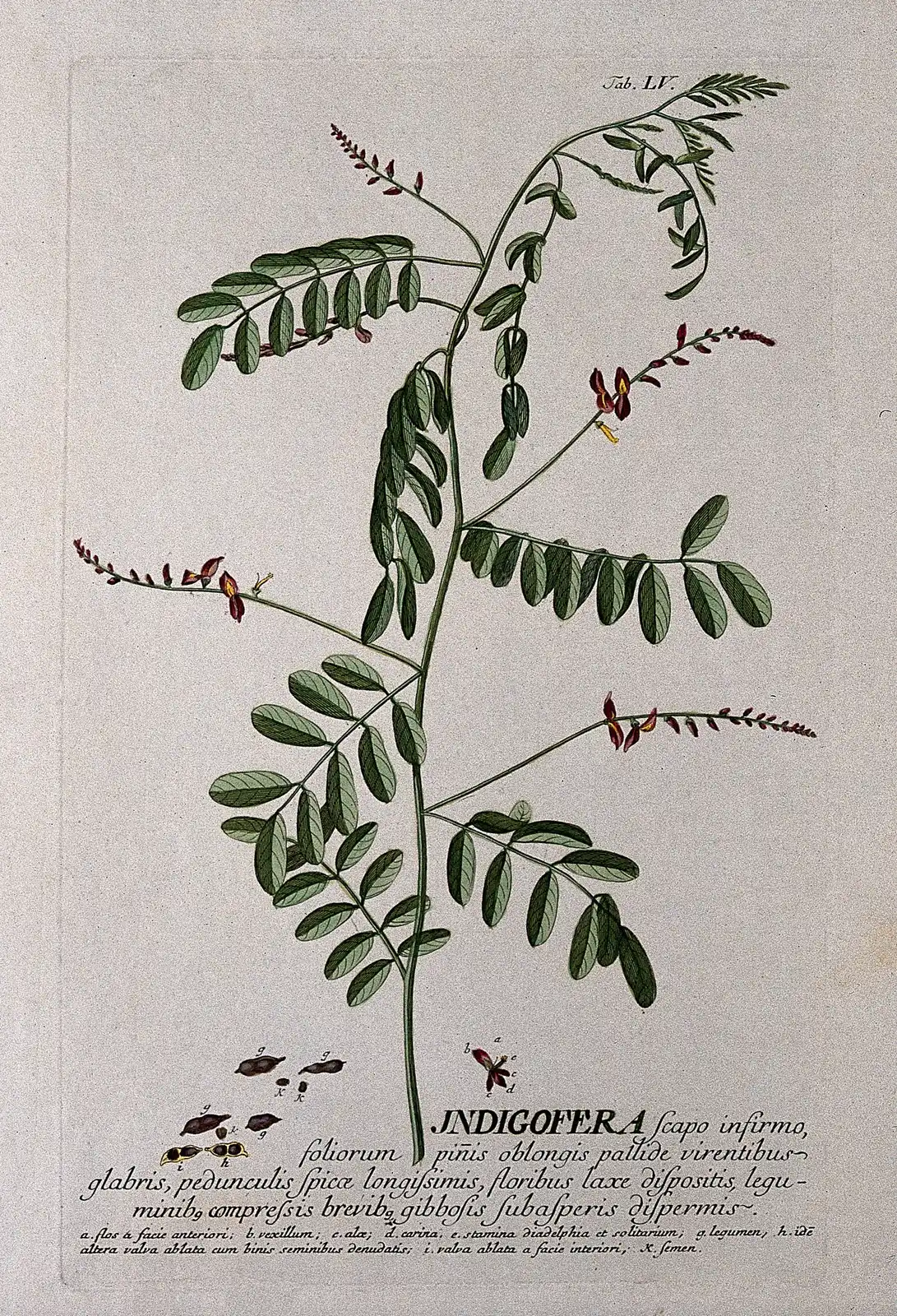 Indigo plant, Indigofera tinctoria: flowering stem with flowers and pods, hand-colored engraving after G. D. Ehret, c. 1750
