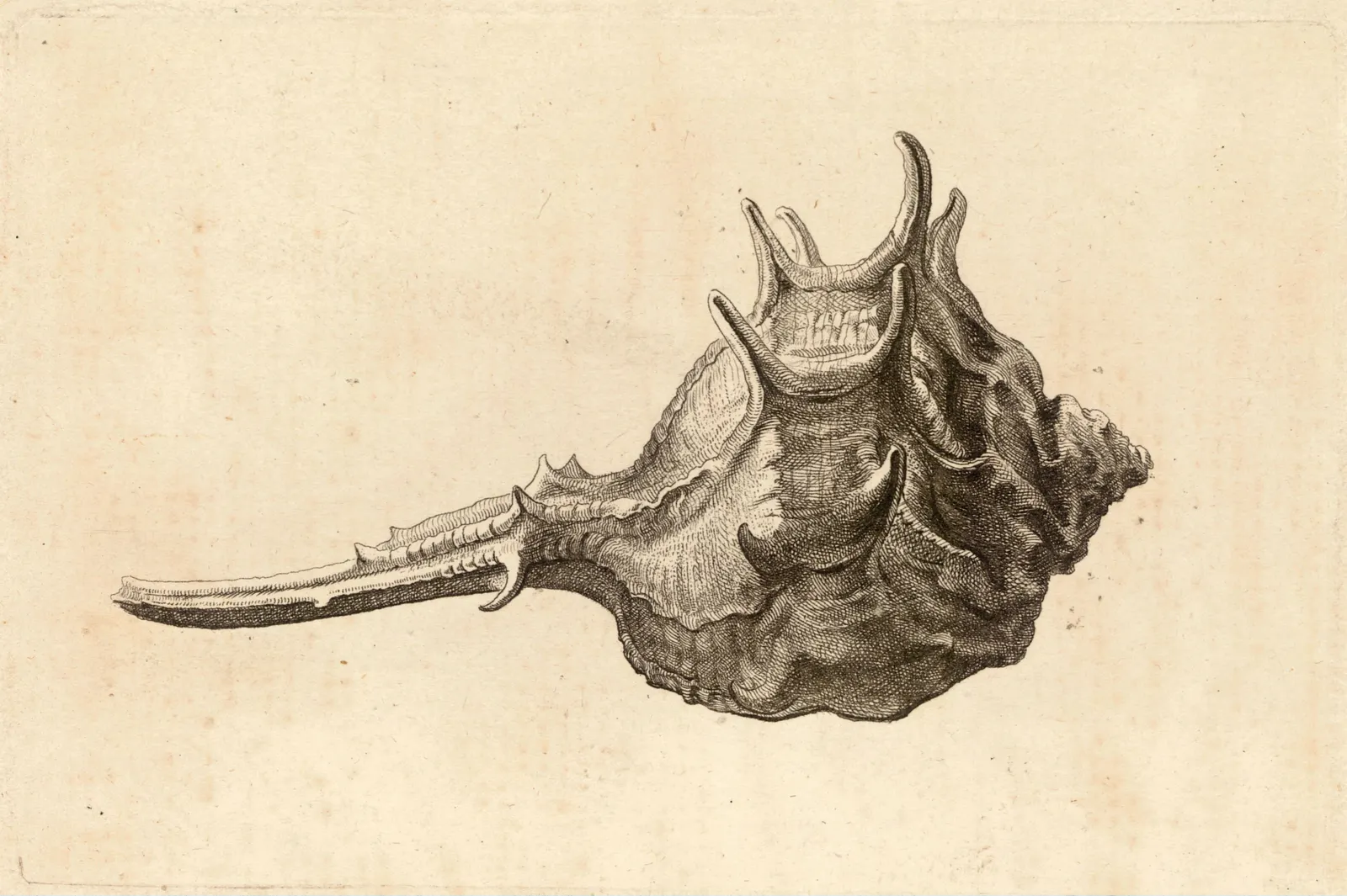 Spiny sea-snail shell, etching by Wenceslaus Hollar (1607–1677), recorded as Murex brabdaris; University of Toronto P2206