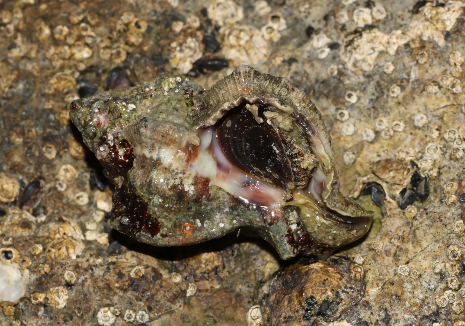 Live sea snail recorded as Hexaplex trunculus, the banded dye-murex, on a barnacle-covered rock in Istria, Croatia, 2011