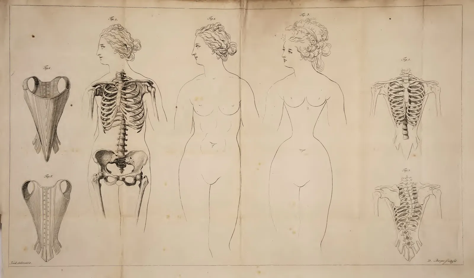 Seven-figure plate: two female figures, a skeleton, stays and a laced rib cage, each front and back; Sömmerring, Berlin, 1793